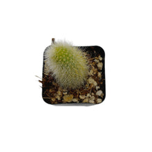 Load image into Gallery viewer, Cleistocactus colademononis | Monkey Tail Cactus - 2.5 inch pot (Single) - San Pedro Source
