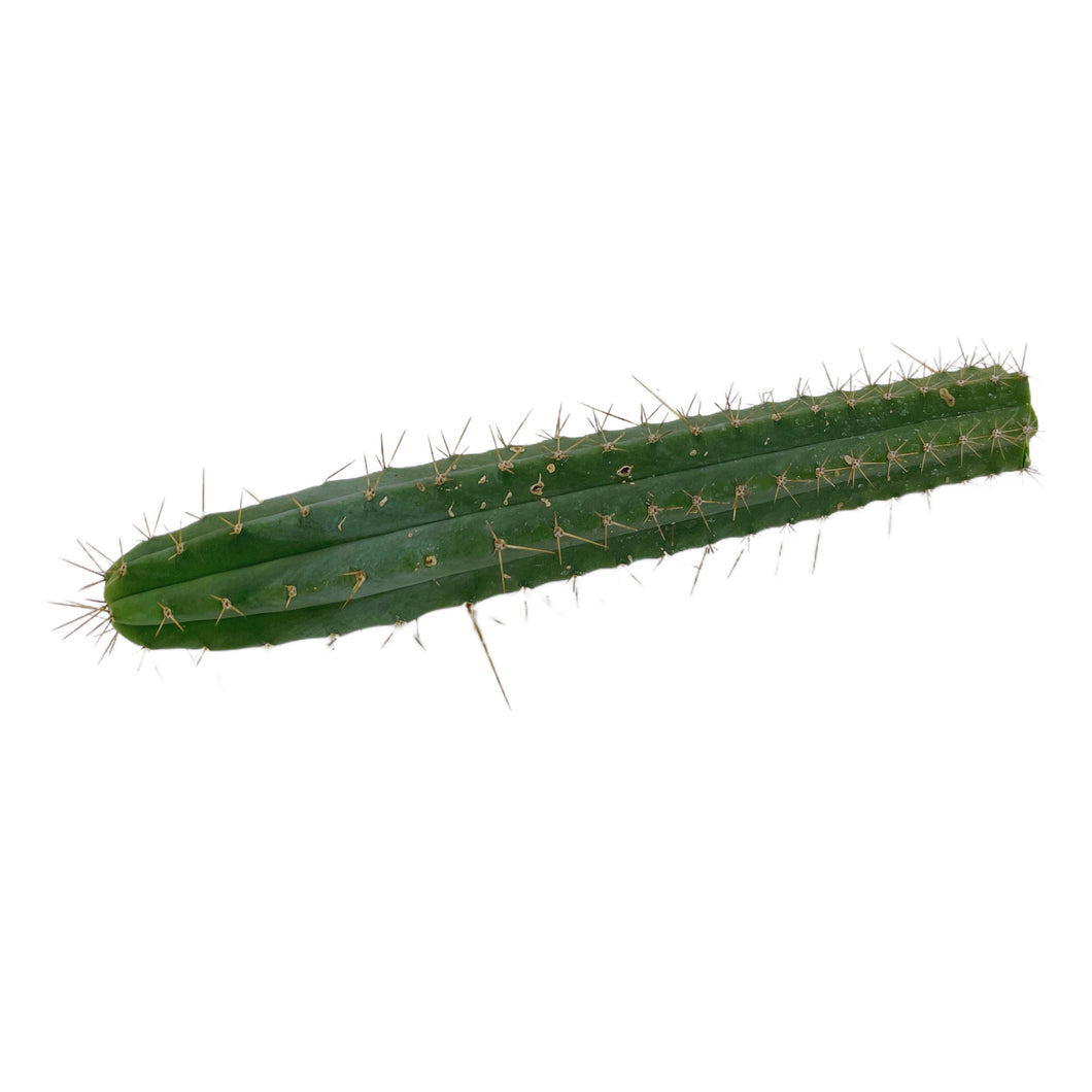 Bolivian Torch Cactus | Bulk Cutting Packs | Trichocereus bridgesii