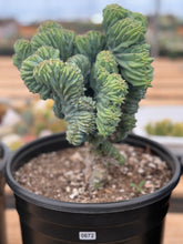 Load image into Gallery viewer, Myrtillocactus Geometrizans Cristata | Blue Candle Crest Cactus
