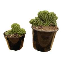 Load image into Gallery viewer, Trichocereus Pachanoi Cristata | Crested San Pedro Cactus
