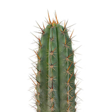 Load image into Gallery viewer, Trichocereus Hybrids | Exact Hybrid Crosses
