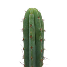 Load image into Gallery viewer, Trichocereus Bridgesii | Bolivian Torch Cactus - Rooted / Seedling (2-4 inch) - San Pedro Source
