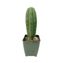 Load image into Gallery viewer, Trichocereus Hybrids | Exact Hybrid Crosses
