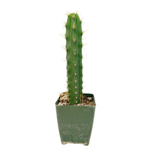 Load image into Gallery viewer, Trichocereus Hybrids | Exact Hybrid Crosses

