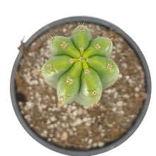 Load image into Gallery viewer, Trichocereus Pachanoi | Non-PC San Pedro Cactus - Rooted / Regular / Seedling (2-4 inch) - San Pedro Source
