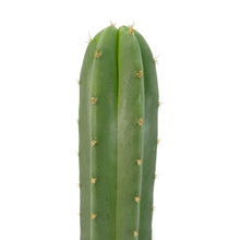 Load image into Gallery viewer, Trichocereus Hybrids | Exact Hybrid Crosses
