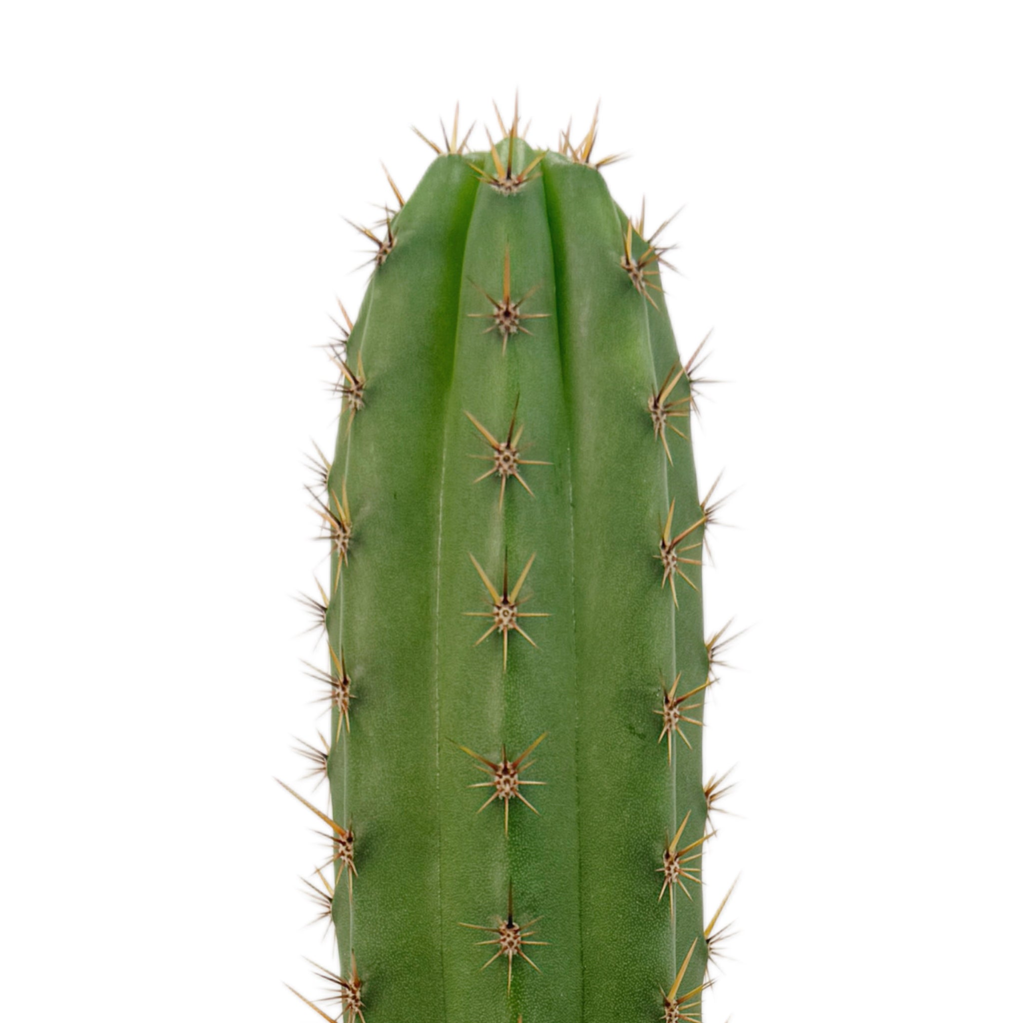 Trichocereus Hybrids | Exact Hybrid Crosses – San Pedro Source