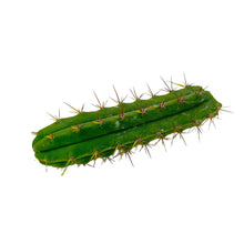 Load image into Gallery viewer, Trichocereus Bridgesii Cuttings | Bolivian Torch Cactus Cuttings - Regular / Small Cutting (8-12 inch) - San Pedro Source

