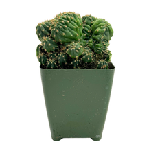 Load image into Gallery viewer, Trichocereus Pachanoi Cristata | Crested San Pedro Cactus
