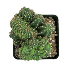 Load image into Gallery viewer, Trichocereus Pachanoi Cristata | Crested San Pedro Cactus
