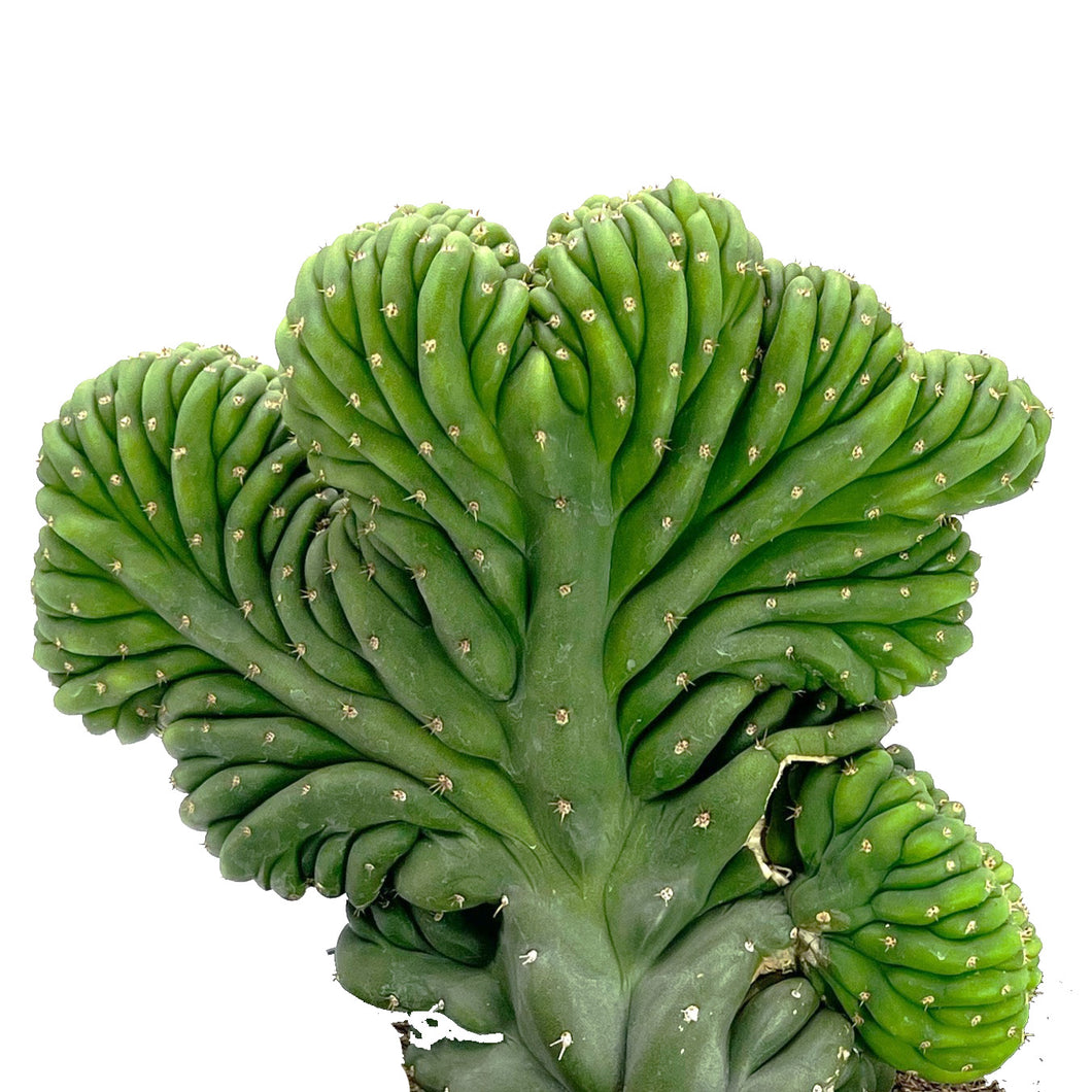 Crested San Pedro Cactus | Trichocereus pachanoi cristata