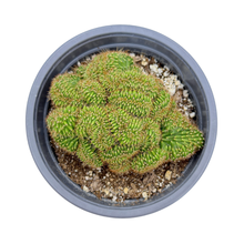Load image into Gallery viewer, Trichocereus Pachanoi Cristata | Crested San Pedro Cactus
