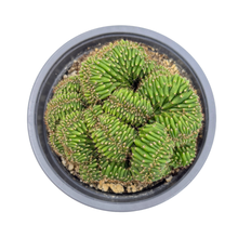 Load image into Gallery viewer, Trichocereus Pachanoi Cristata | Crested San Pedro Cactus
