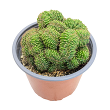Load image into Gallery viewer, Trichocereus Pachanoi Cristata | Crested San Pedro Cactus
