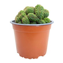 Load image into Gallery viewer, Trichocereus Pachanoi Cristata | Crested San Pedro Cactus
