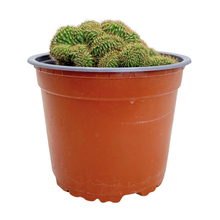 Load image into Gallery viewer, Trichocereus Pachanoi Cristata | Crested San Pedro Cactus
