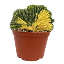 Load image into Gallery viewer, Crested San Pedro Cactus Variegated | Trichocereus pachanoi cristata variegata
