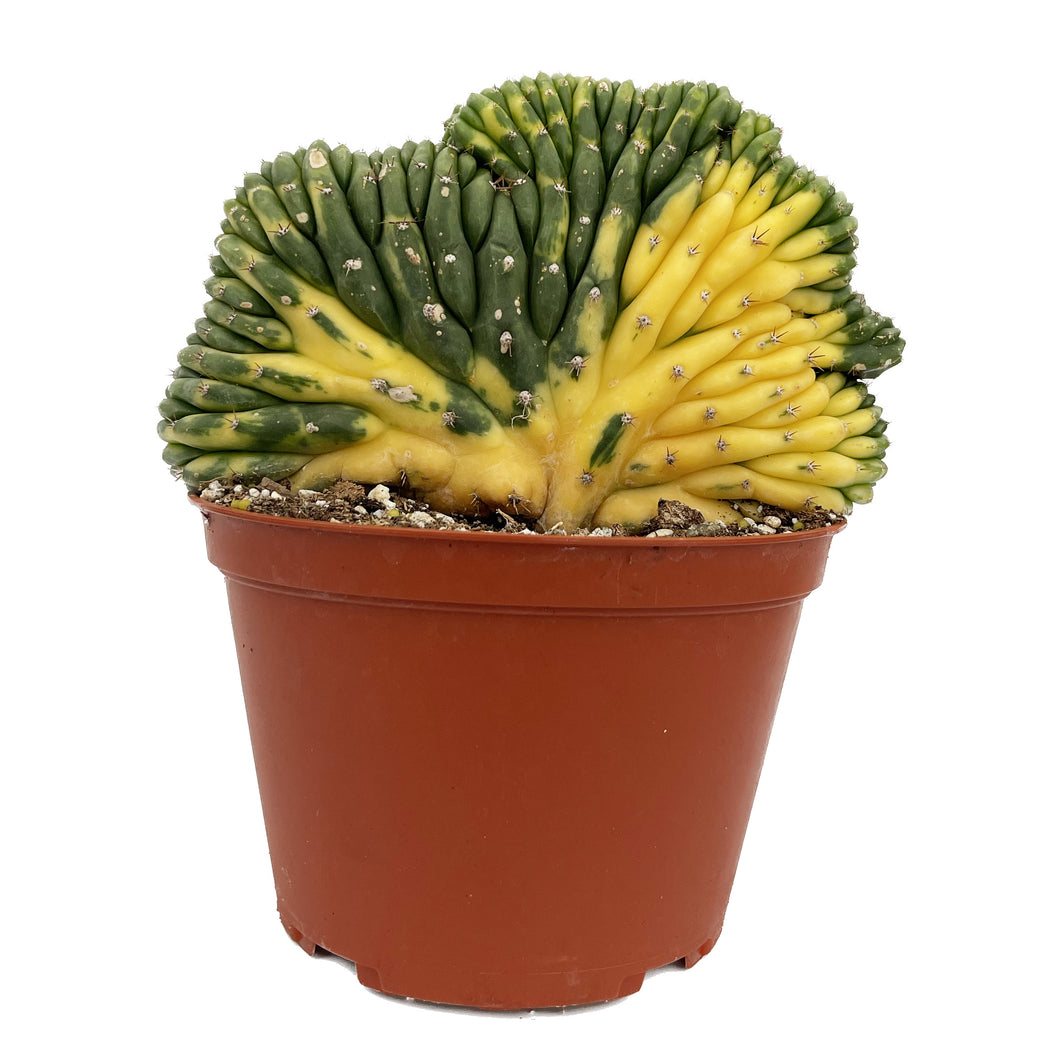 Crested San Pedro Cactus Variegated | Trichocereus pachanoi cristata variegata