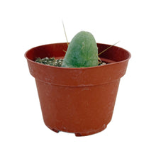 Load image into Gallery viewer, Trichocereus Bridgesii Monstrose | Short Form | Type B | Penis Cactus
