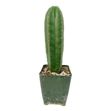 Load image into Gallery viewer, Trichocereus Hybrids | Exact Hybrid Crosses
