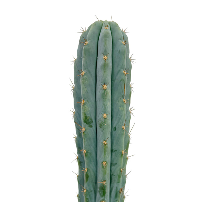 Trichocereus Peruvianus | Peruvian Torch Cactus - Rooted / Seedling (2-4 inches) - San Pedro Source
