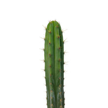 Load image into Gallery viewer, Trichocereus Hybrids | Exact Hybrid Crosses
