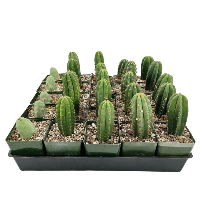 The San Pedro Cactus Collector’s Kit - Default Title - San Pedro Source