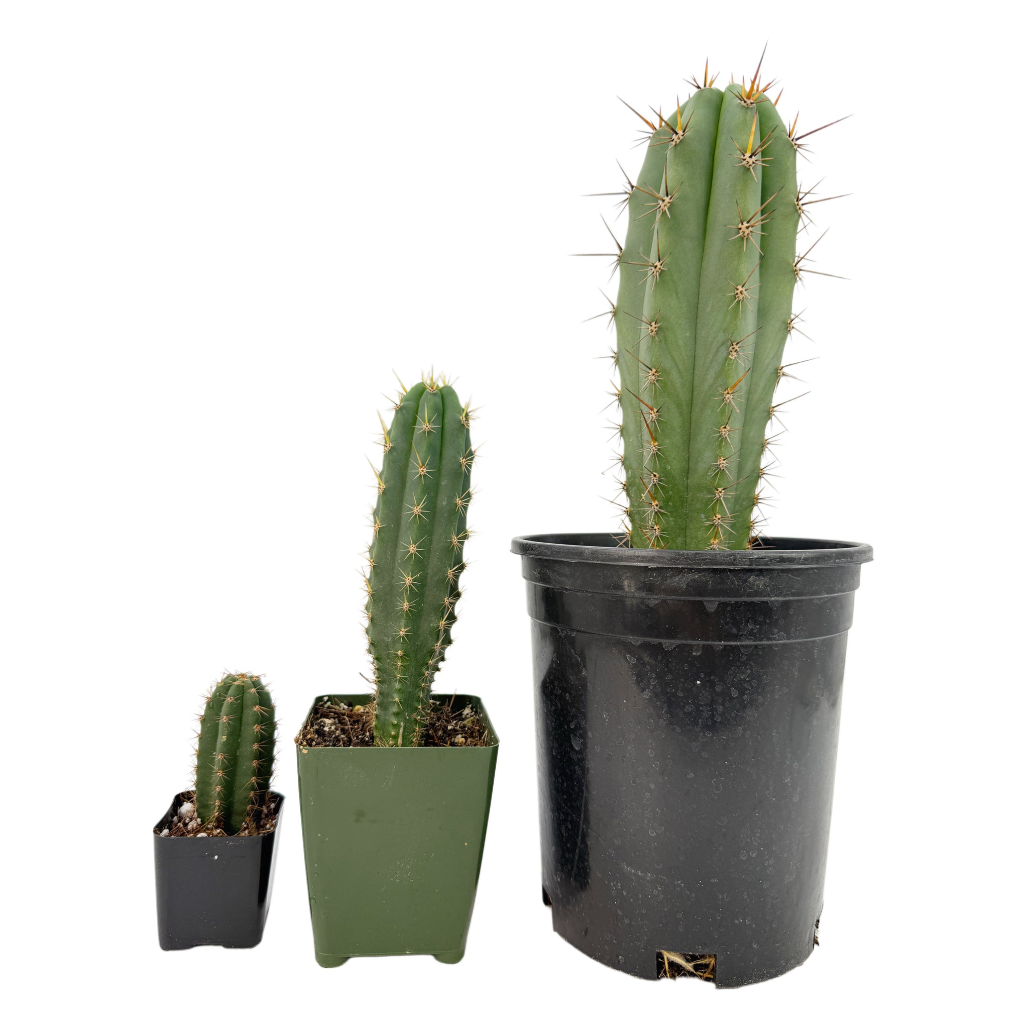 san pedro torch cactus for sale Trichocereus Peruvianus