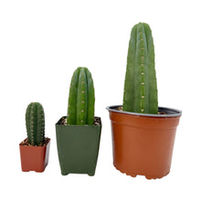 Load image into Gallery viewer, Trichocereus Pachanoi | Non-PC San Pedro Cactus
