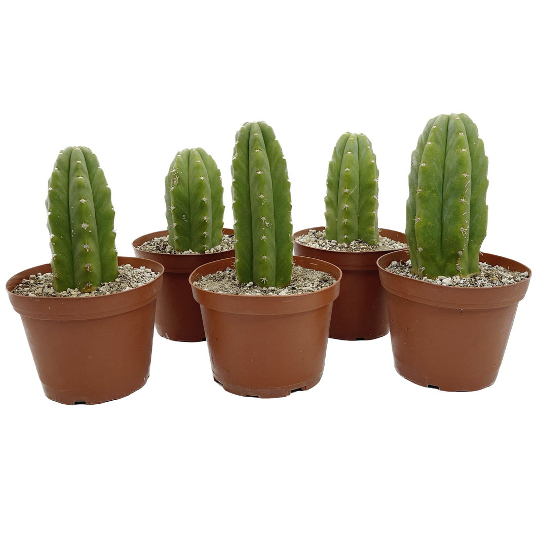 Trichocereus Pachanoi | San Pedro Cactus Bulk Packs