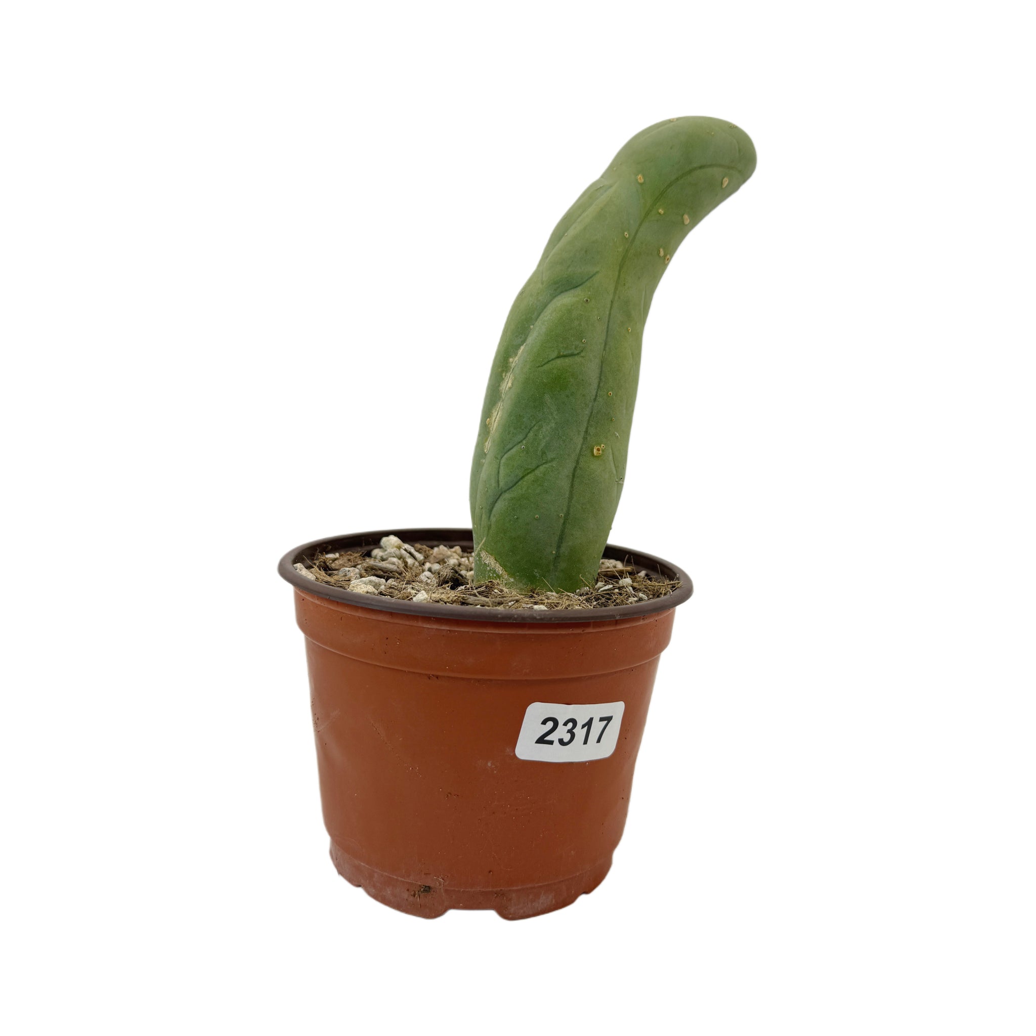 phallus cactus Trichocereus Bridgesii Monstrose | Long Form | Type A