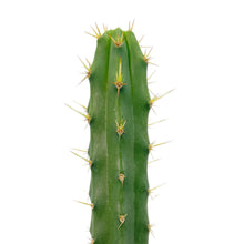 Load image into Gallery viewer, Trichocereus Hybrids | Exact Hybrid Crosses
