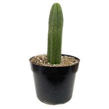 Load image into Gallery viewer, Ecuadorian San Pedro Cactus | Trichocereus Pachanoi Ecuador
