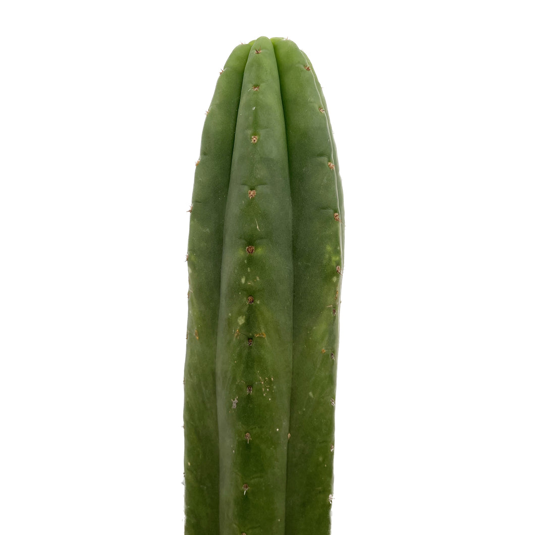Ecuadorian San Pedro Cactus | Trichocereus Pachanoi Ecuador