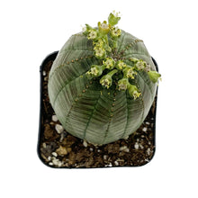 Load image into Gallery viewer, Euphorbia Obesa
