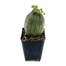 Load image into Gallery viewer, Euphorbia Obesa
