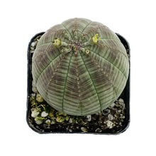 Load image into Gallery viewer, Euphorbia Obesa
