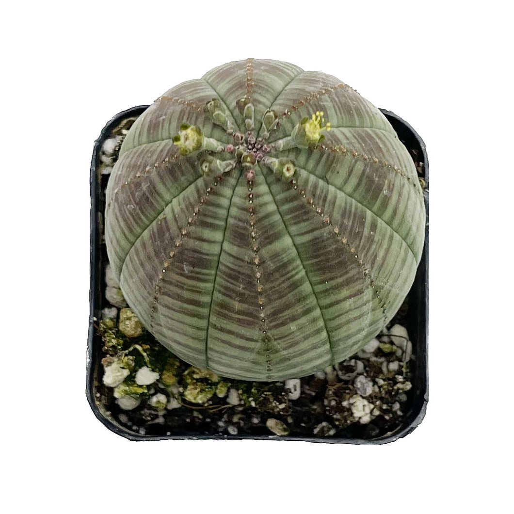 Euphorbia Obesa