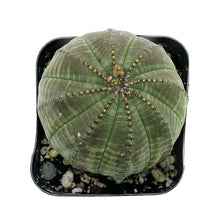 Load image into Gallery viewer, Euphorbia Obesa
