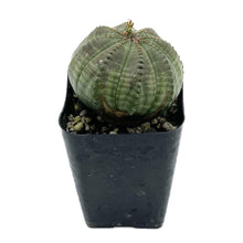 Load image into Gallery viewer, Euphorbia Obesa
