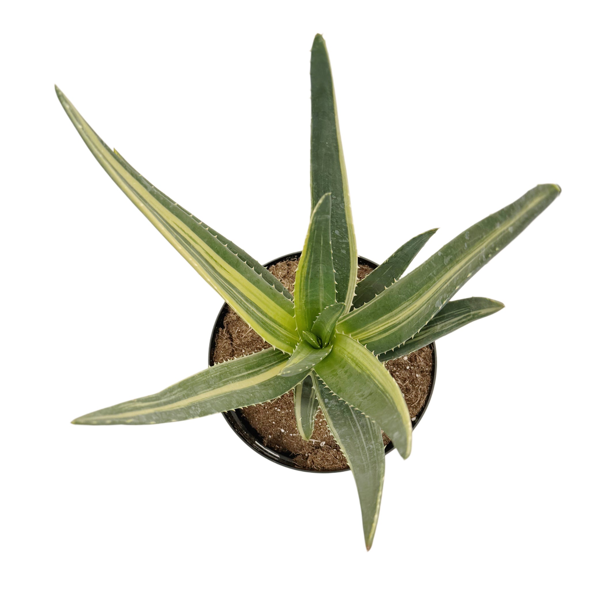 Aloe Hercules Variegated – San Pedro Source