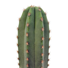 Load image into Gallery viewer, Trichocereus Hybrids | Exact Hybrid Crosses
