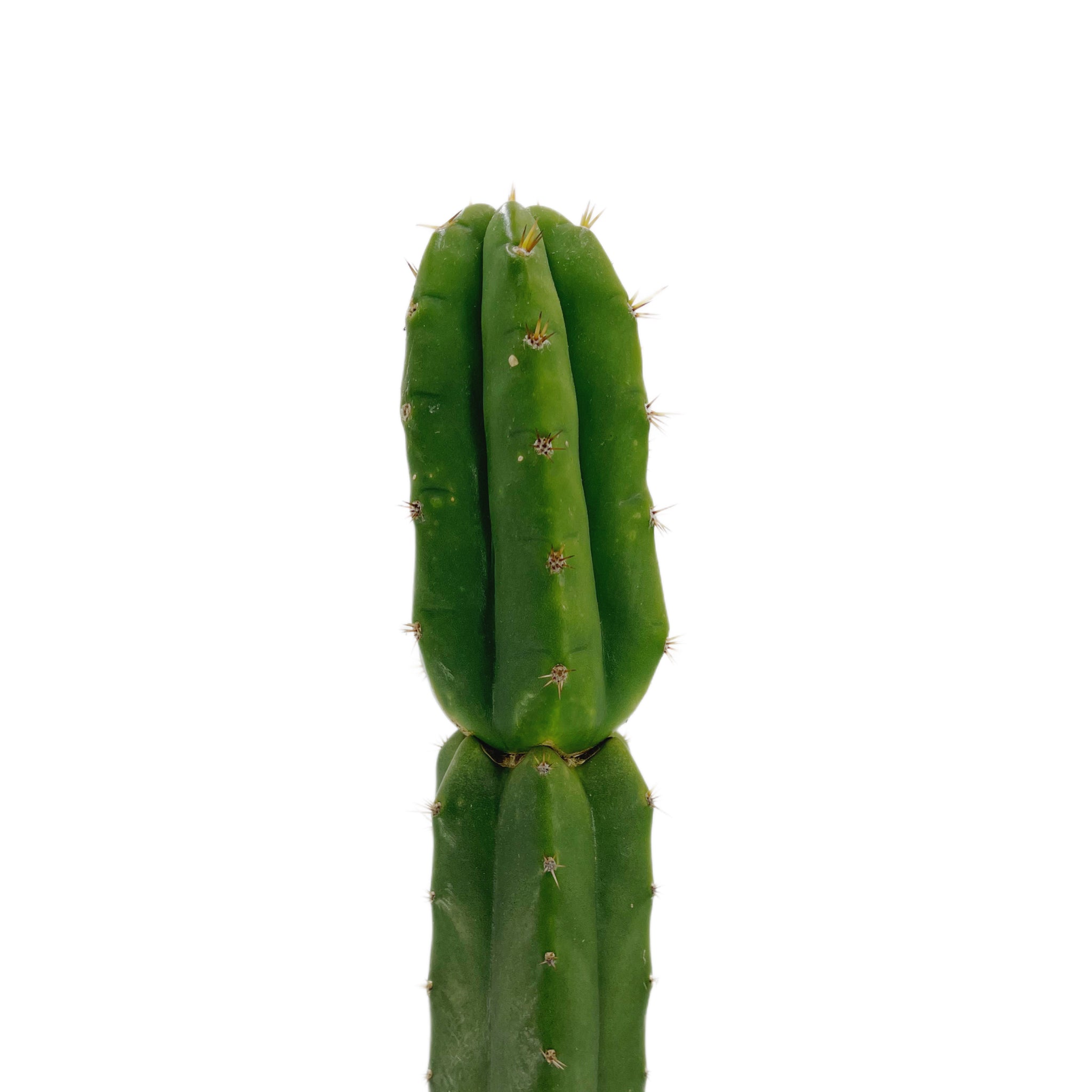 san pedro cactus rooted Trichocereus Pachanoi