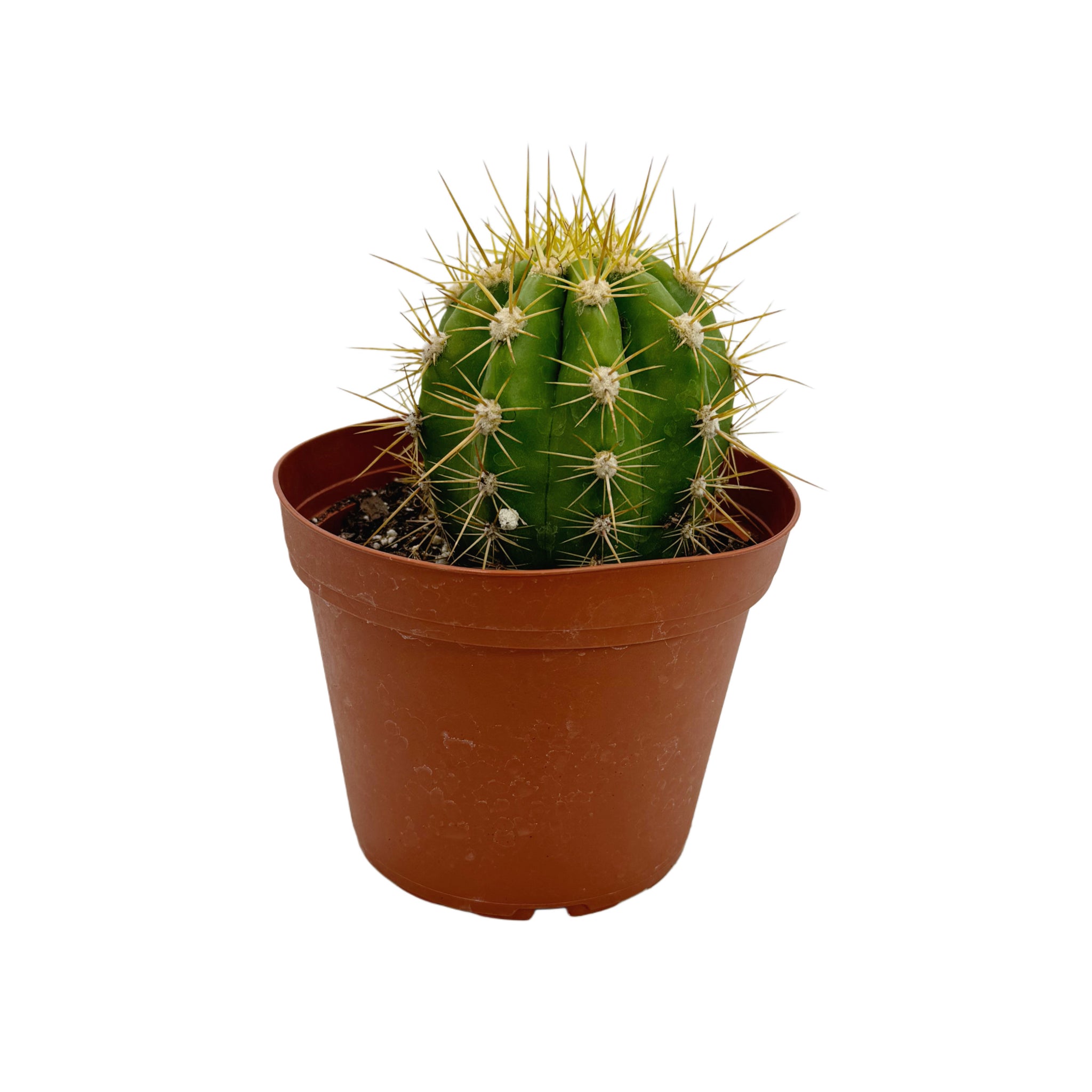 Trichocereus Terscheckii