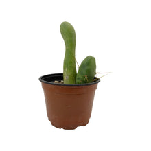Load image into Gallery viewer, Trichocereus Bridgesii Monstrose | Long Form | Type A | Exact Rooted Plants
