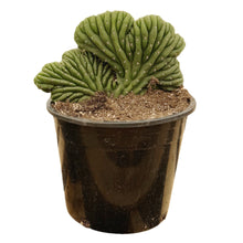 Load image into Gallery viewer, Trichocereus Pachanoi Cristata | Crested San Pedro Cactus
