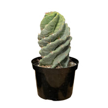 Load image into Gallery viewer, Cereus forbesii Spiralis | Spiral Cactus
