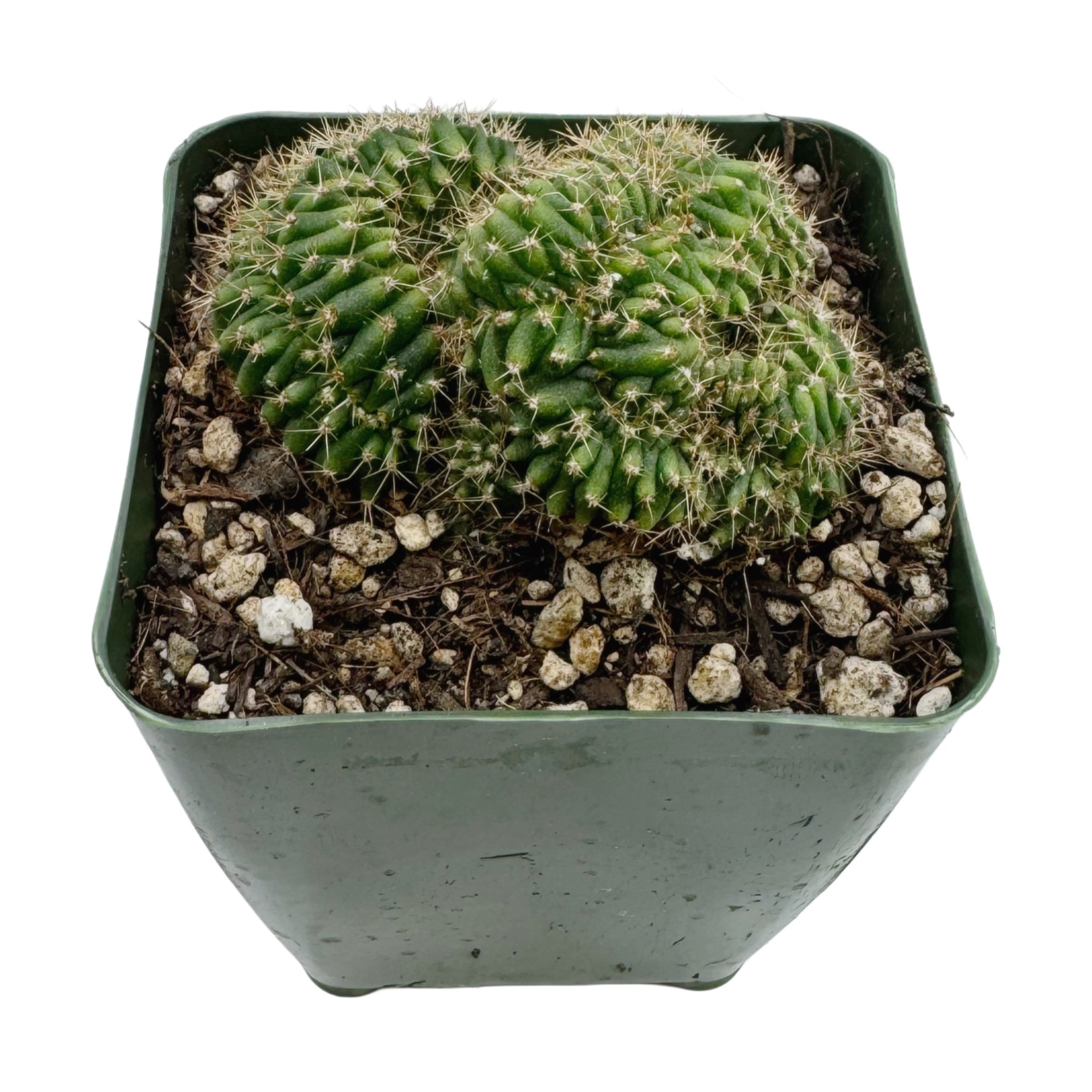 san pedro cactus crested Trichocereus Pachanoi Cristata