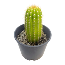 Load image into Gallery viewer, Trichocereus 'Flying Saucer' | Trichocereus Flowering Hybrid
