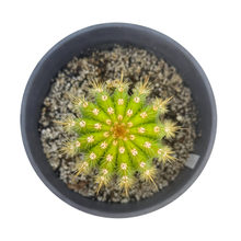 Load image into Gallery viewer, Trichocereus 'Flying Saucer' | Trichocereus Flowering Hybrid
